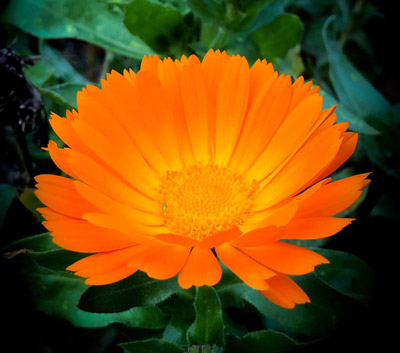 Orange Flower at Apollo