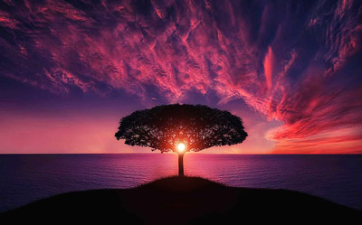 Tree-in-brilliant-sunset