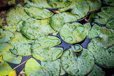 Lily Pads in Pond