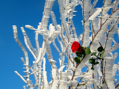 rose in ice crystals