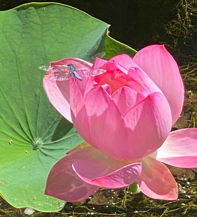Lotus bloom with dragonfly
