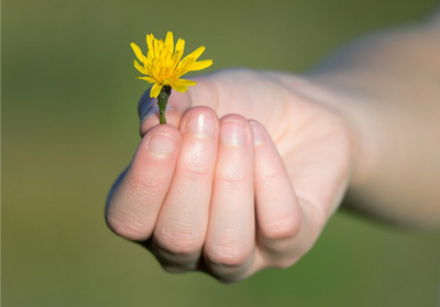 Flower in the hand