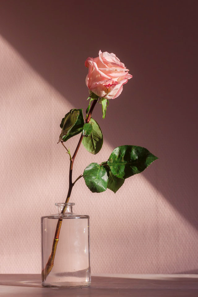 rose in a glass