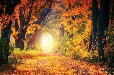 autumn-paths