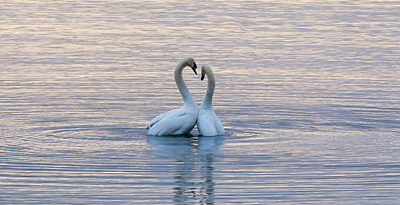 swans-in-lake