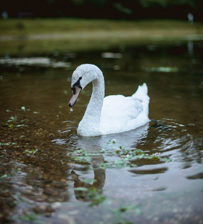 white-swan
