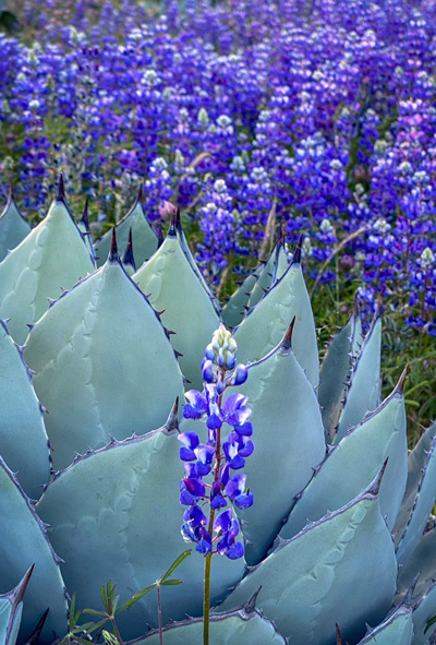 Apollo-Flowers-and-cactii-May-2022