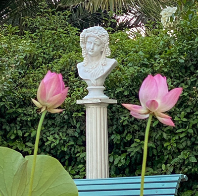 Apollo-Bust-and-Lotuses-June-2022