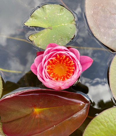 lotus-in-pond