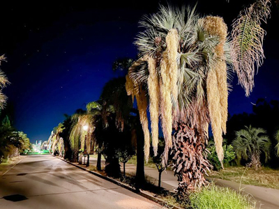 Apollo----Blooming-Palm-Trees---November-2023